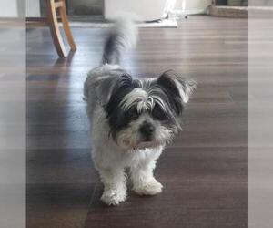 Shih Tzu-Unknown Mix Dogs for adoption in Bow, WA, USA
