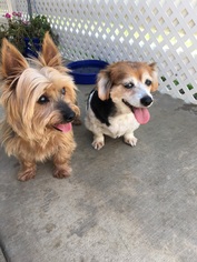 Pomeranian Dogs for adoption in Mission viejo, CA, USA