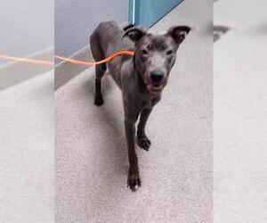 American Pit Bull Terrier-Greyhound Mix Dogs for adoption in Las Vegas, NV, USA