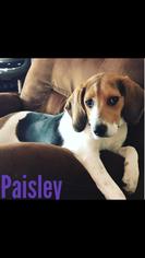 Beagle Dogs for adoption in Bristol, TN, USA