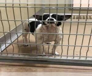 Rat Terrier Dogs for adoption in Texas City, TX, USA