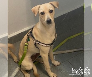 Labrador Retriever-Retriever  Mix Dogs for adoption in Washington, DC, USA