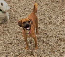 Pughasa Dogs for adoption in Buffalo, MN, USA