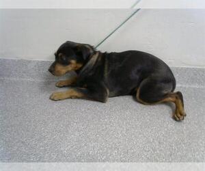 Labrador Retriever-Unknown Mix Dogs for adoption in Pasadena, TX, USA