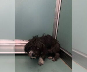 Mutt Dogs for adoption in Moreno Valley, CA, USA