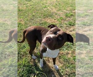 American Pit Bull Terrier-Labrador Retriever Mix Dogs for adoption in Santa Cruz, CA, USA