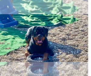 Rottweiler Dogs for adoption in Foristell, MO, USA