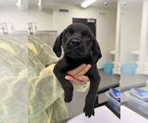 Mutt Dogs for adoption in Elmsford, NY, USA
