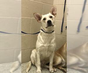 Labrador Retriever-Unknown Mix Dogs for adoption in Conroe, TX, USA