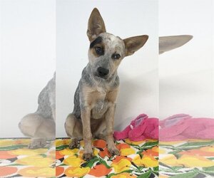 Mutt Dogs for adoption in Phoenix , AZ, USA
