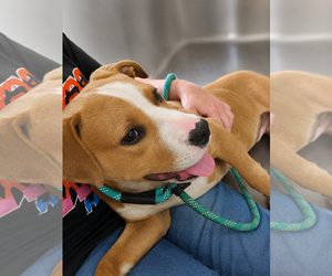 Mutt Dogs for adoption in Rustburg, VA, USA