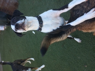 Lab-Pointer Dogs for adoption in Newport Beach, CA, USA