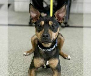 Mutt Dogs for adoption in New Oxford , PA, USA
