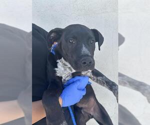 American Pit Bull Terrier-Australian Cattle Dog Mix Dogs for adoption in HESPERIA, CA, USA