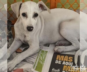 Labrador Retriever-Unknown Mix Dogs for adoption in Washington, DC, USA