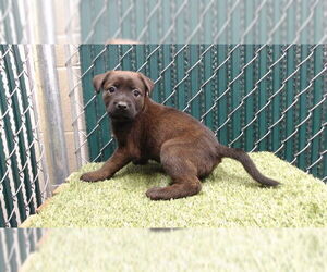 Rottweiler-Unknown Mix Dogs for adoption in Downey, CA, USA