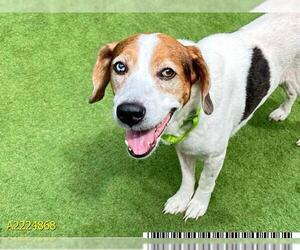 Beagle-Treeing Walker Coonhound Mix Dogs for adoption in West Palm Beach, FL, USA