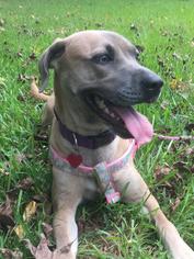 Small Black Mouth Cur-Weimaraner Mix