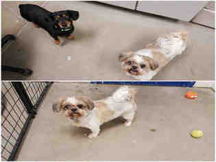 Shih Tzu Dogs for adoption in Brighton, CO, USA