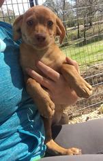 Medium Photo #1 Dachshund-Unknown Mix Puppy For Sale in Tuscaloosa, AL, USA