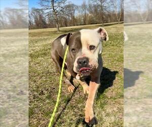 American Bulldog-Unknown Mix Dogs for adoption in Forestville, MD, USA