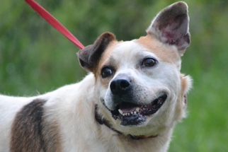 Bulldog Dogs for adoption in Jackson, MS, USA