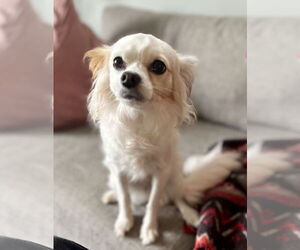 Chion Dogs for adoption in Bellevue, WA, USA