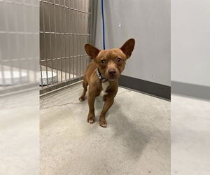 Chihuahua Dogs for adoption in San Martin, CA, USA