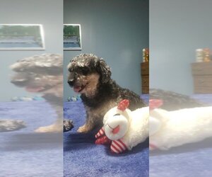 Poodle (Toy) Dogs for adoption in Sioux Falls, SD, USA