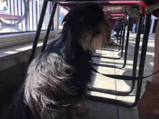 Shih Tzu Dogs for adoption in San Antonio, TX, USA
