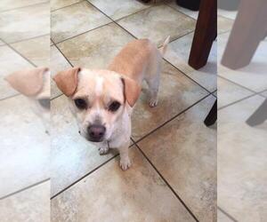 Jack-Rat Terrier Dogs for adoption in Lorena, TX, USA