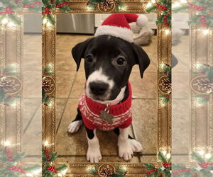 American Pit Bull Terrier-Unknown Mix Dogs for adoption in Holly Springs, NC, USA