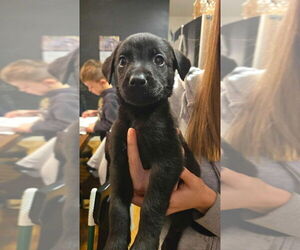 Boxer-German Shepherd Dog Mix Dogs for adoption in Aurora, IN, USA