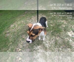 American Pit Bull Terrier-Unknown Mix Dogs for adoption in Ocala, FL, USA