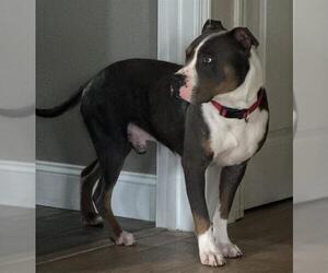 American Pit Bull Terrier Dogs for adoption in Stockton, CA, USA