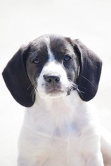 Bogle Dogs for adoption in Mechanicsburg, PA, USA