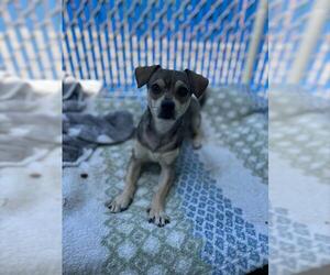 Chihuahua Dogs for adoption in Chula Vista, CA, USA