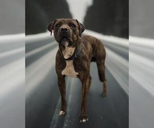 Mastiff-Unknown Mix Dogs for adoption in HESPERIA, CA, USA