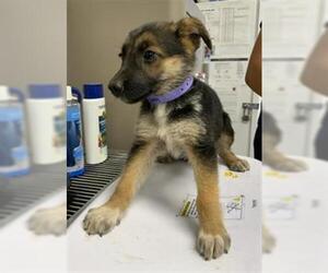 Australian Shepherd-Unknown Mix Dogs for adoption in Visalia, CA, USA