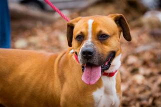 Bull-Boxer Dogs for adoption in Rockaway, NJ, USA