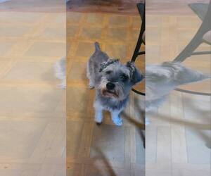 Mutt Dogs for adoption in Hinckley, IL, USA