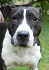 American Pit Bull Terrier-Unknown Mix Dogs for adoption in Media, PA, USA