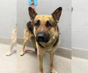 German Shepherd Dog-Unknown Mix Dogs for adoption in Las Vegas, NV, USA