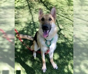 German Shepherd Dog Dogs for adoption in Henderson, NV, USA