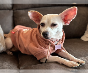 Chihuahua-Unknown Mix Dogs for adoption in Plymouth, MN, USA