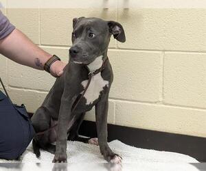 American Pit Bull Terrier-Unknown Mix Dogs for adoption in Denver, CO, USA