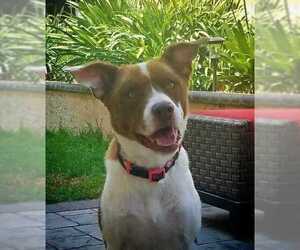 Staffordshire Bull Terrier Dogs for adoption in Alta loma, CA, USA