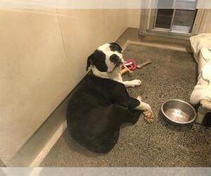 Medium Photo #3 American Pit Bull Terrier Puppy For Sale in Berkeley , CA, USA