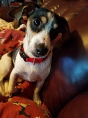 Medium Photo #1 Dachshund-Unknown Mix Puppy For Sale in San Antonio, TX, USA