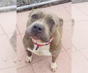 American Pit Bull Terrier Dogs for adoption in Westminster, MD, USA
